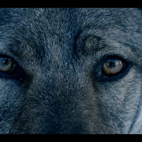 Ravenstorm “The spirit of the wolf”